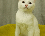 Кошки в Санкт-Петербурге: Беленький котёнок Мальчик, Бесплатно - фото 7