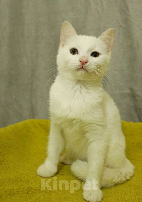 Кошки в Санкт-Петербурге: Беленький котёнок Мальчик, Бесплатно - фото 7