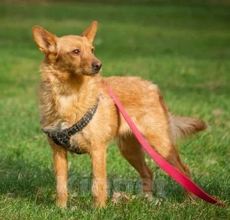 Собаки в Москве: Маленькая рыжая собачка в дар Девочка, Бесплатно - фото 2