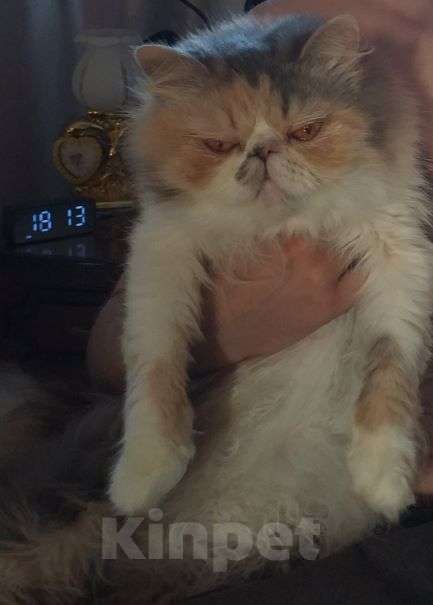 Кошки в Бирюче: Персидская кошка-подросток Девочка, 1 руб. - фото 1