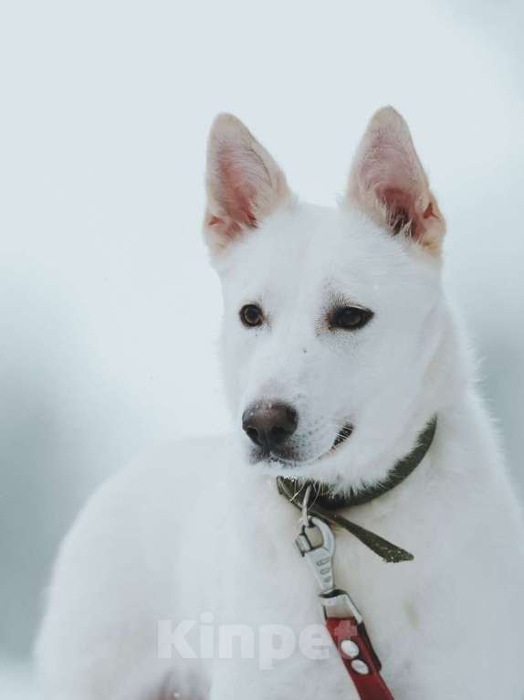 Собаки в Санкт-Петербурге: Красавица Белла из приюта Девочка, Бесплатно - фото 1
