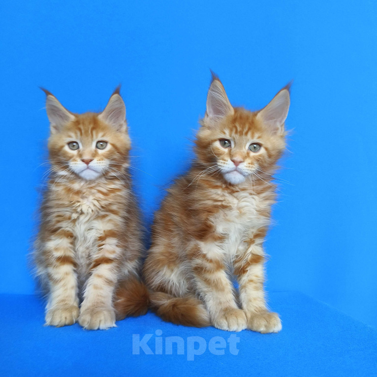 Кошки в Москве: Котята Мейн-Кун Мальчики Мальчик, 70 000 руб. - фото 1