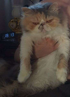 Объявление: Персидская кошка-подросток, 1 руб., Бирюч