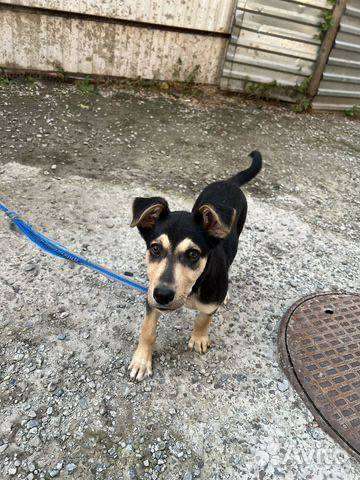 Собаки в Ростове-на-Дону: Нашли собачку в подъезде... Девочка, Бесплатно - фото 2