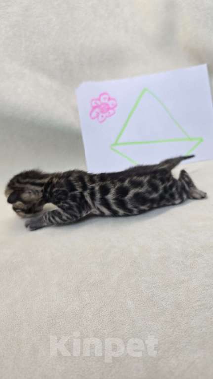 Кошки в Ростове-на-Дону: Бенгал в поиске мамы и папы Девочка, 60 000 руб. - фото 2