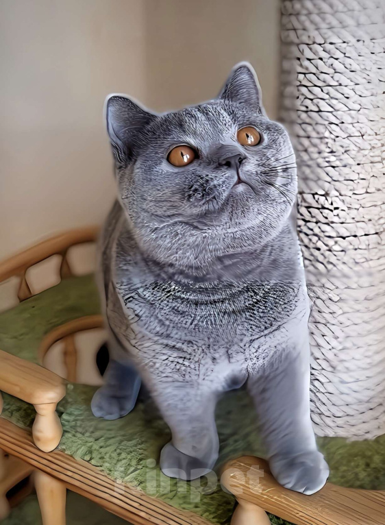 Кошки в Москве: Элитные британские к/ш котята  Девочка, Бесплатно - фото 6