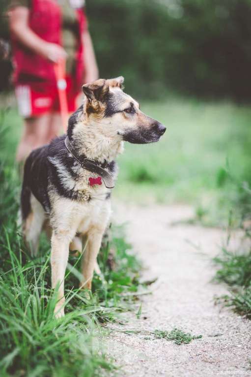 Собаки в Москве: Джессика, идеальная собака Девочка, Бесплатно - фото 6