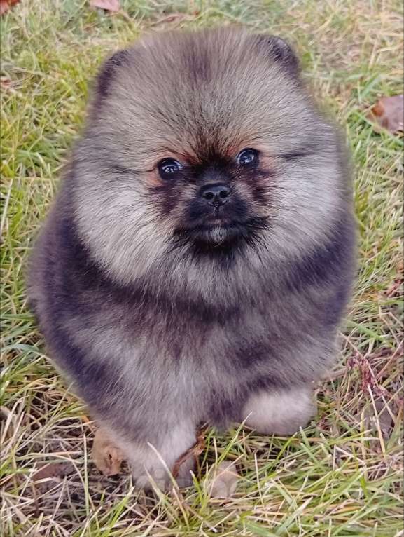 Собаки в Воронеже: Шпиц мишка Мальчик, 60 000 руб. - фото 8