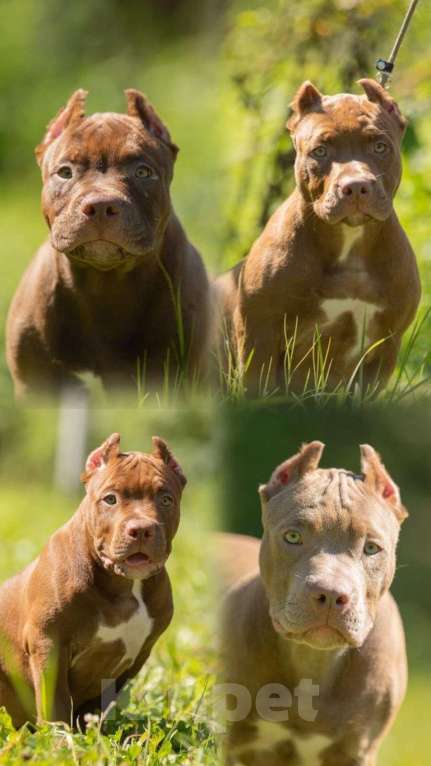 Собаки в Москве: Красивые щенки американского булли Мальчик, Бесплатно - фото 2