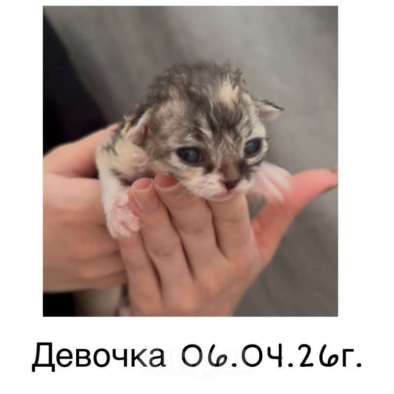 Кошки в Москве: Котята Девон-Рекс Мальчик, 40 000 руб. - фото 2