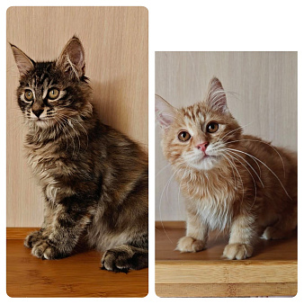 Котята Курильского бобтейла. Продажа и резерв