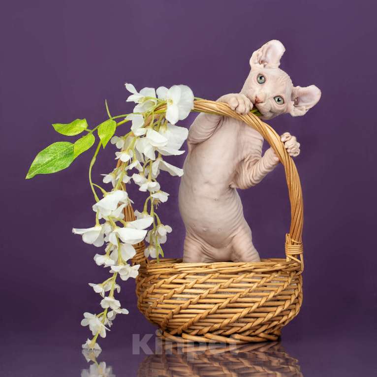 Кошки в Новокузнецке: Кошечка Эльф Девочка, 60 000 руб. - фото 1