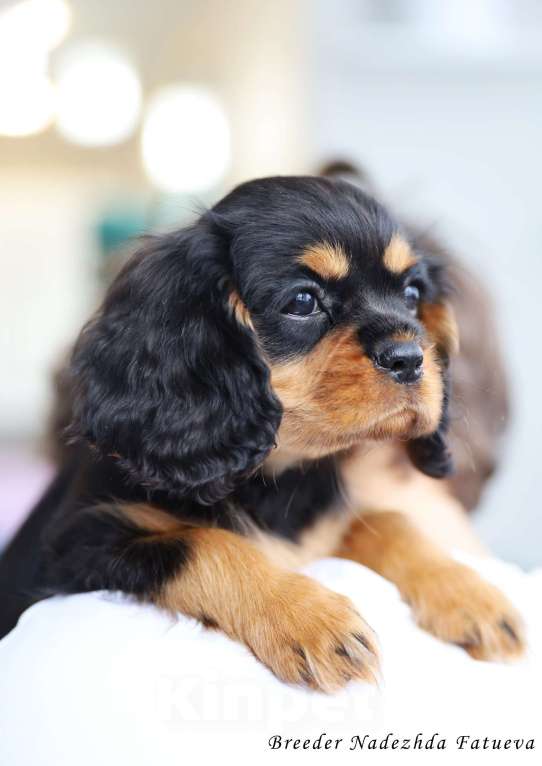 Собаки в Рязани: Щенки Кавалер Кинг Чарльз спаниеля Мальчик, Бесплатно - фото 1