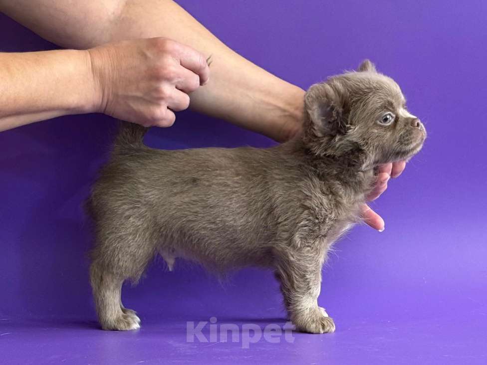 Собаки в Уфе: Шикарный чихомалыш Мальчик, 50 000 руб. - фото 2