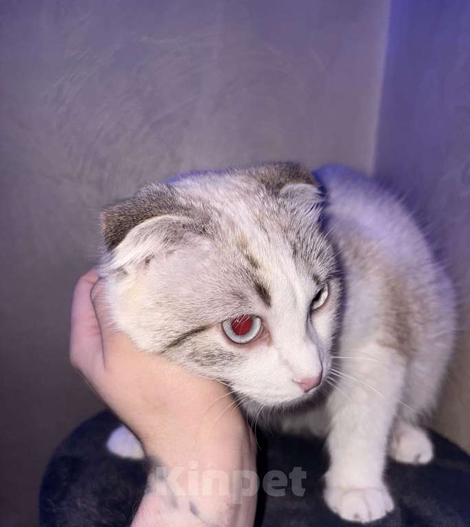 Кошки в Барнауле: В добрые руки  Девочка, Бесплатно - фото 3