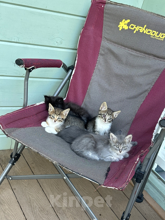 Кошки в других городах Московской области: Ищем дом 🐈 Девочка, Бесплатно - фото 5