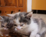Кошки в Невинномысске: Умница и красавица в добрые руки Девочка, 1 руб. - фото 2