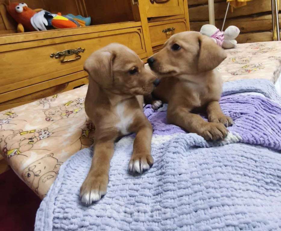 Собаки в других городах Московской области: Щенок Малыша ищет дом Девочка, Бесплатно - фото 3