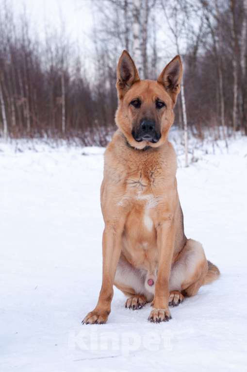 Собаки в Ногинске: Ерема - метис немецкой овчарки ждет свою семью в приюте Мальчик, Бесплатно - фото 2