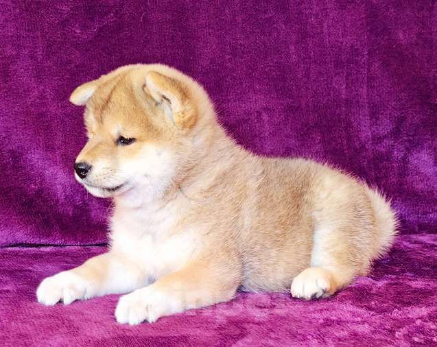 Собаки в Москве: Сиба ину.Мальчик  Мальчик, 50 000 руб. - фото 5