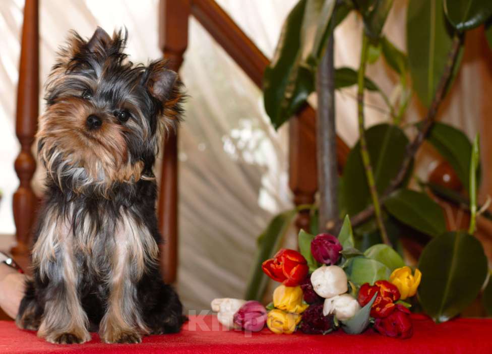 Собаки в Пушкино: Малышок - крепышок Мальчик, Бесплатно - фото 5