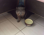 Кошки в Кирсанове: СРОЧНО ОТДАМ В ДАР Мальчик, 10 руб. - фото 1