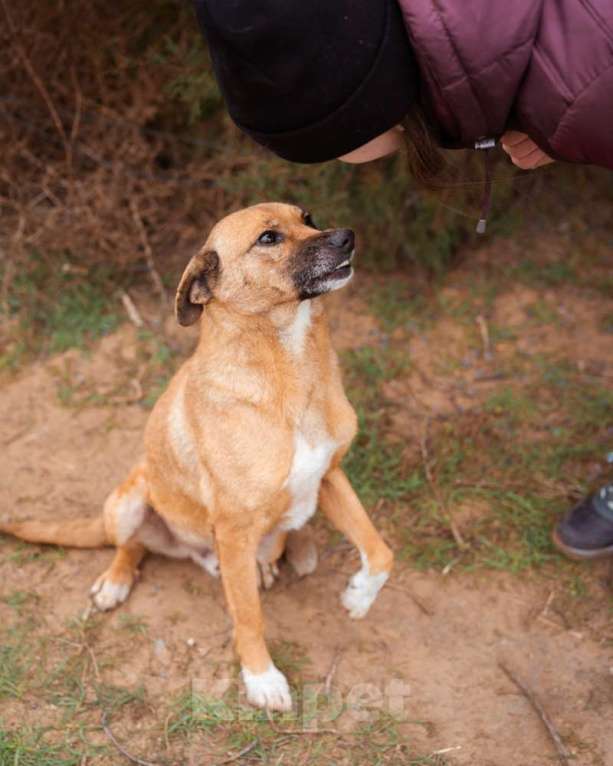 Собаки в Москве: Небольшой мальчик в добрые руки Мальчик, Бесплатно - фото 2