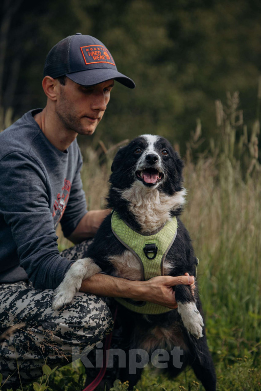 Собаки в Москве: Бордер колли, метис  в добрые руки. Девочка, Бесплатно - фото 5