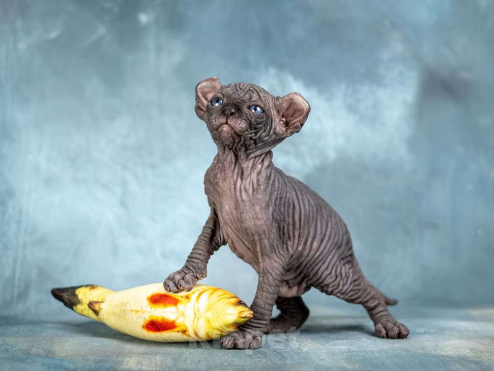 Кошки в Москве: Роскошный котенок эльфа сфинкса черный солид Мальчик, 150 000 руб. - фото 2