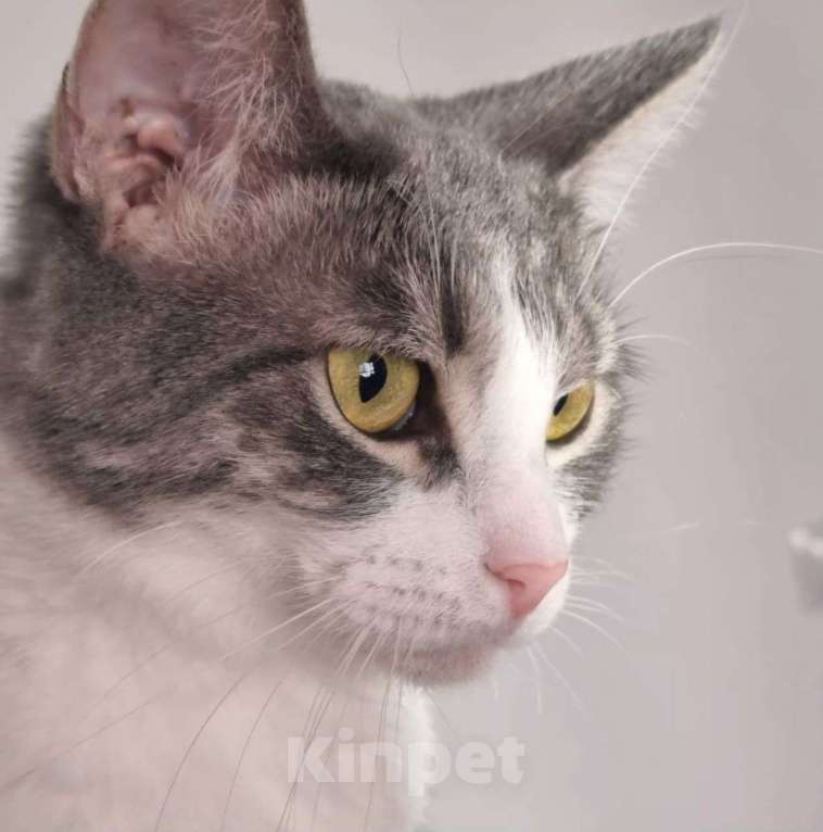 Кошки в Москве: Трогательная кошечка Лея Девочка, Бесплатно - фото 2