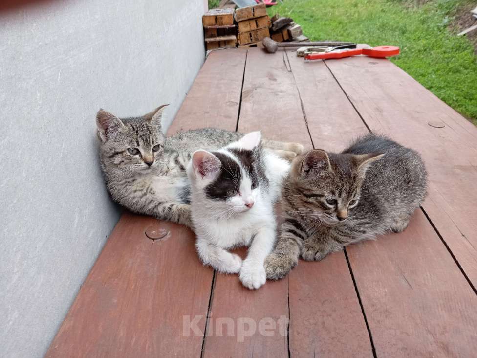 Кошки в Белгороде: котята в добрые руки Девочка, Бесплатно - фото 3