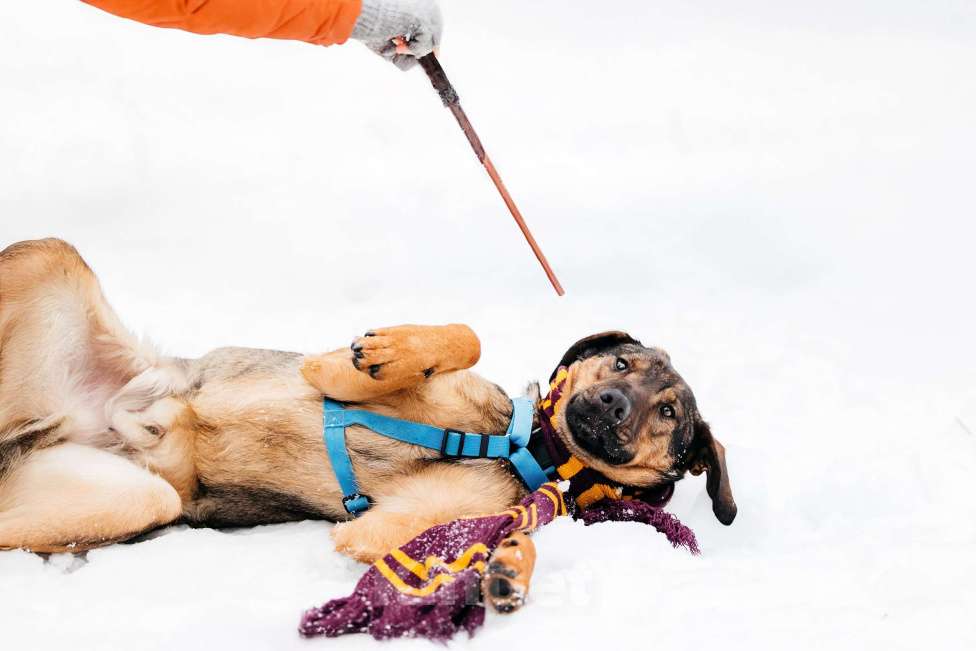 Собаки в Москве: Волшебный Ирвин ищет дом Мальчик, Бесплатно - фото 8