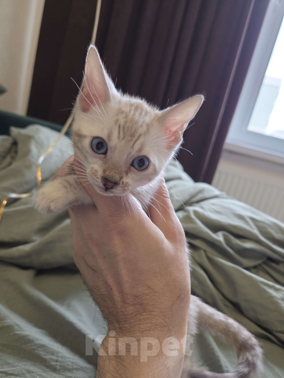 Кошки в Красногорске: Бенгальские малыши Девочка, 50 000 руб. - фото 4