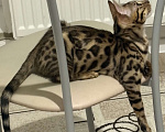 Кошки в Москве: Бенгальский котенок Мальчик, 19 000 руб. - фото 1