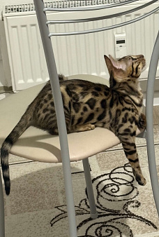 Бенгальский котенок