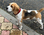 Собаки в Липецке: Найден кобель Мальчик, Бесплатно - фото 2