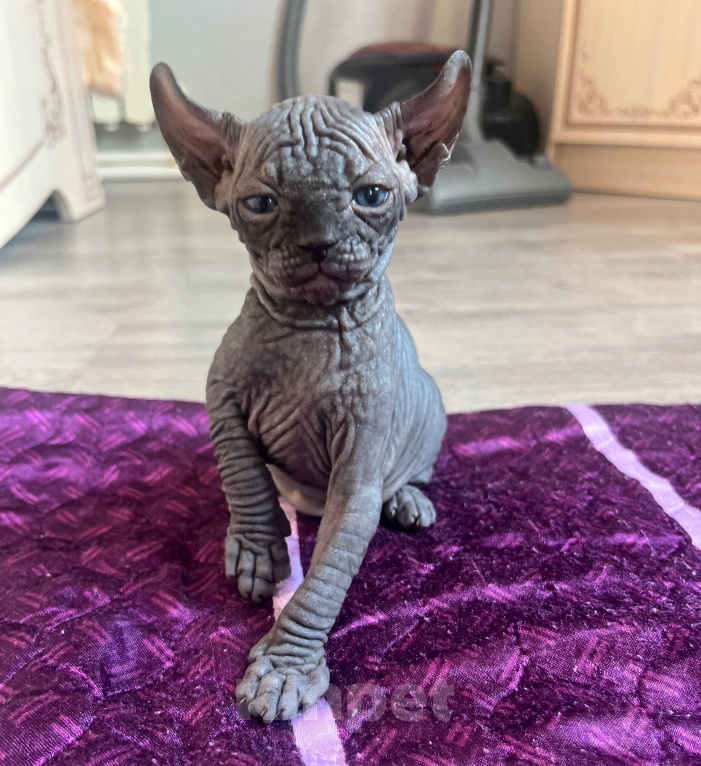 Кошки в Краснодаре: Котенок эльф Мальчик, Бесплатно - фото 1