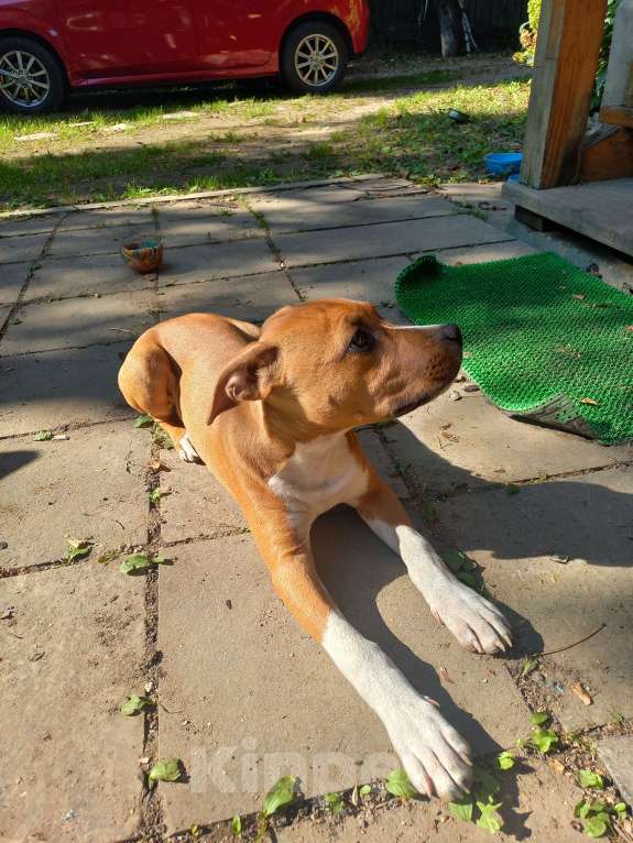 Собаки в Москве: Красивая умная девочка 5 мес. Девочка, 10 000 руб. - фото 2