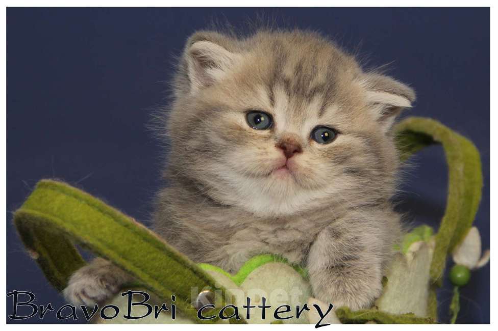 Кошки в Сургуте: Британские котята классических окрасов  Девочка, Бесплатно - фото 1