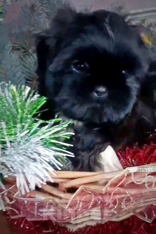 Собаки в Тюмени: Щенки ши-тцу Мальчик, 45 000 руб. - фото 2