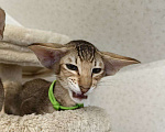 Кошки в Балашихе: Ориентальный котенок Дизель Мальчик, 80 000 руб. - фото 4