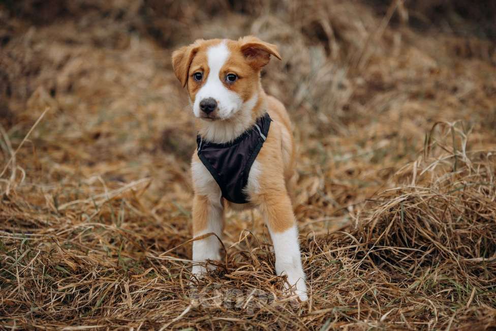 Собаки в Москве: Рыжик ищет дом Мальчик, Бесплатно - фото 5