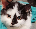 Кошки в других городах Московской области: Крошка Эли ищет семью Девочка, Бесплатно - фото 2