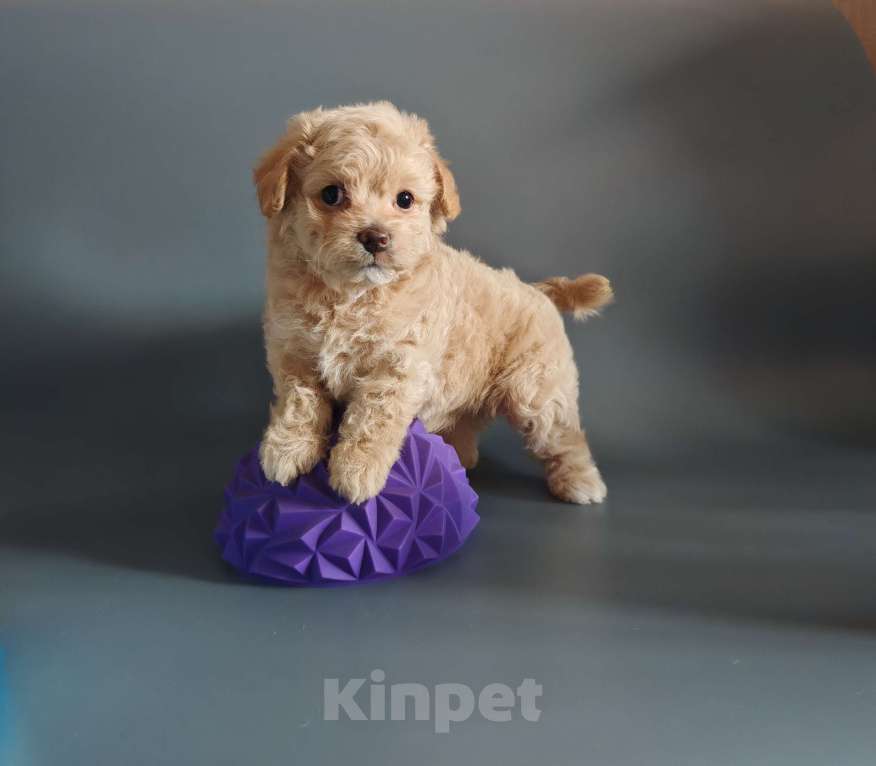 Собаки в Краснодаре: Мальтипушка Ф1 девочка Девочка, Бесплатно - фото 3