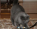 Кошки в Электростали: Вязка с Шотландским прямоухим котом Опытный, 3 000 руб. - фото 9