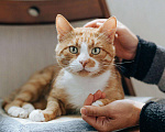 Кошки в Бологом: Кот Виконт, 55 руб. - фото 4