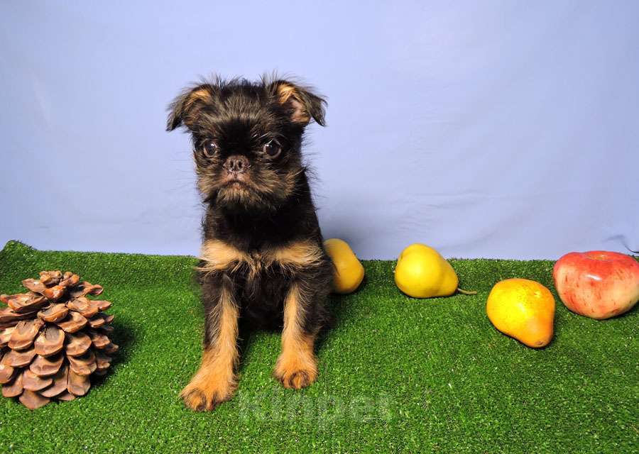 Собаки в Мытищах: Мальчик бельгийского гриффона Мальчик, 45 000 руб. - фото 4