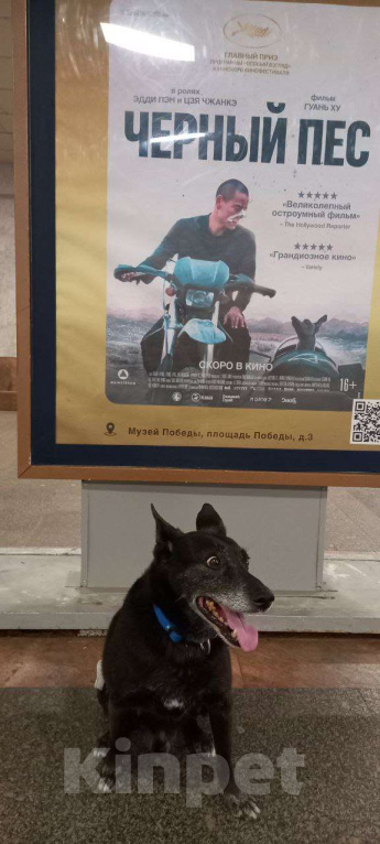 Собаки в Москве: Пропала собака, 10 лет.черная. дних размеров, около 18 кг. зовут Черныш. 6 го декабря 2024 года. у Мальчик, 15 000 руб. - фото 1