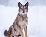 Собаки в Москве: Очень ласковая собака в поисках семьи Девочка, Бесплатно - фото 7