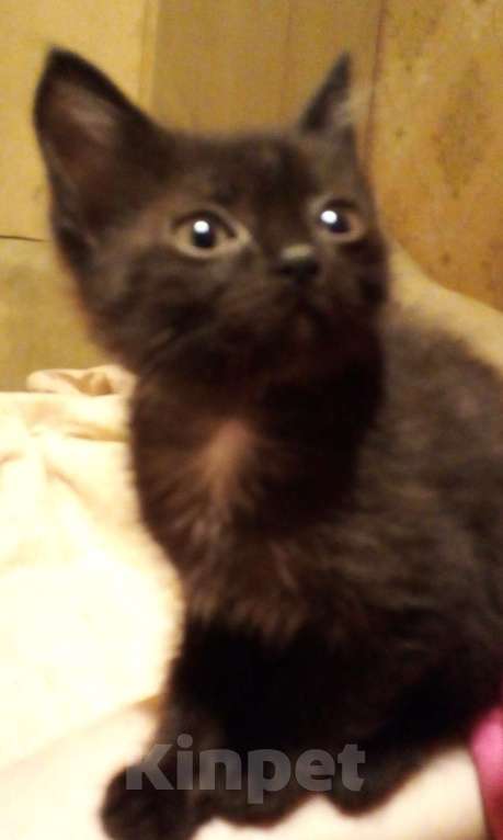 Кошки в Москве: 🔵 ( Рокки  Фил )  –  Игривый  и  ласковый  домашний  котёнок  –  любящим  людям Мальчик, Бесплатно - фото 4